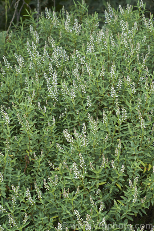 Veronica glaucophylla (syn. Hebe glaucophylla</i>), a summer-flowering evergreen shrub found in the high country of northern Canterbury and southern Marlborough, New Zealand It is typically around 1m high x 1.2m wide and has distinctly glaucous foliage
