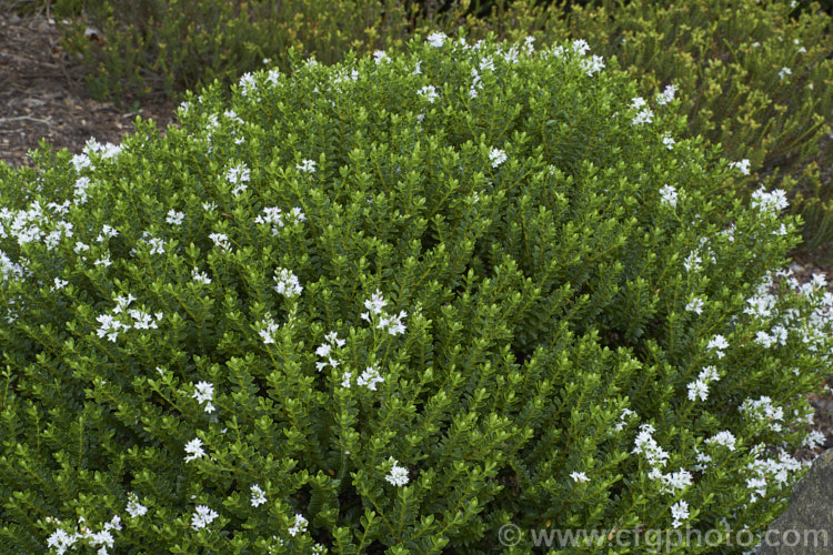 Veronica pauciramosa (syn. Hebe pauciramosa</i>), a low, spreading, evergreen shrub found in the wetter parts of the mountains of the South Island of New Zealand It has thick, rather fleshy leaves and in summer produces small white flowers at the stem tips
