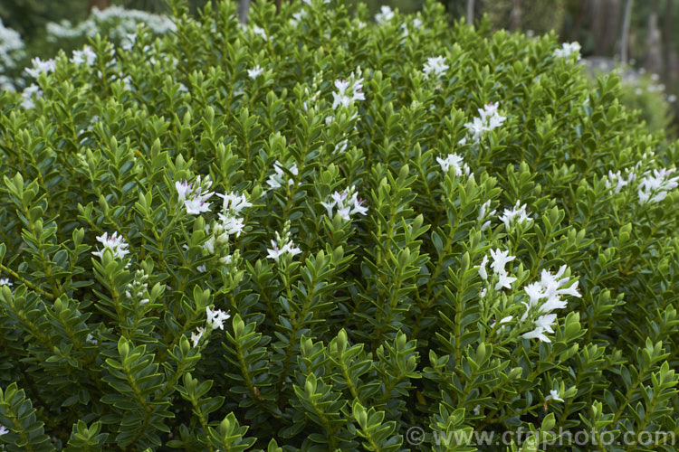 Veronica pauciramosa (syn. Hebe pauciramosa</i>), a low, spreading, evergreen shrub found in the wetter parts of the mountains of the South Island of New Zealand It has thick, rather fleshy leaves and in summer produces small white flowers at the stem tips