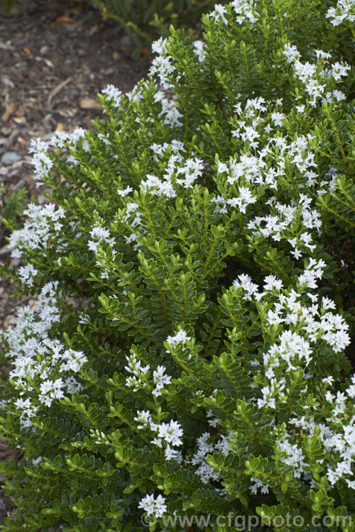 Veronica pauciramosa (syn. Hebe pauciramosa</i>), a low, spreading, evergreen shrub found in the wetter parts of the mountains of the South Island of New Zealand It has thick, rather fleshy leaves and in summer produces small white flowers at the stem tips