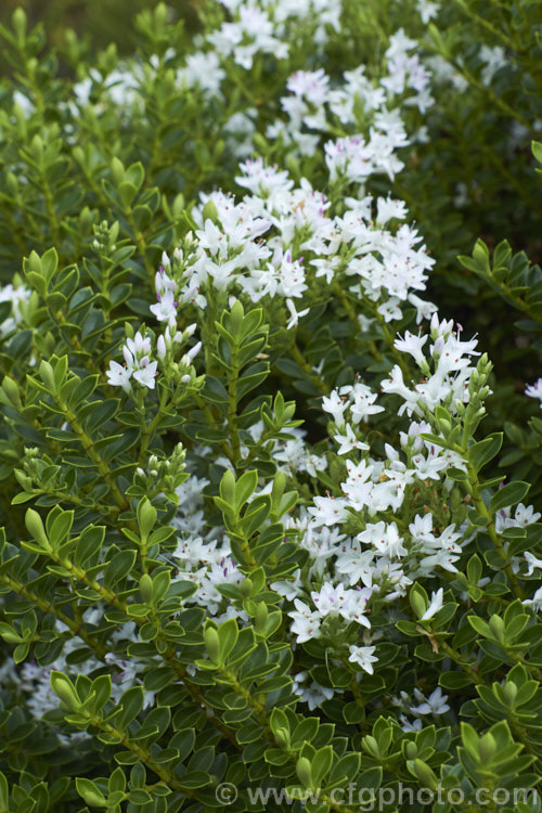 Veronica pauciramosa (syn. Hebe pauciramosa</i>), a low, spreading, evergreen shrub found in the wetter parts of the mountains of the South Island of New Zealand It has thick, rather fleshy leaves and in summer produces small white flowers at the stem tips