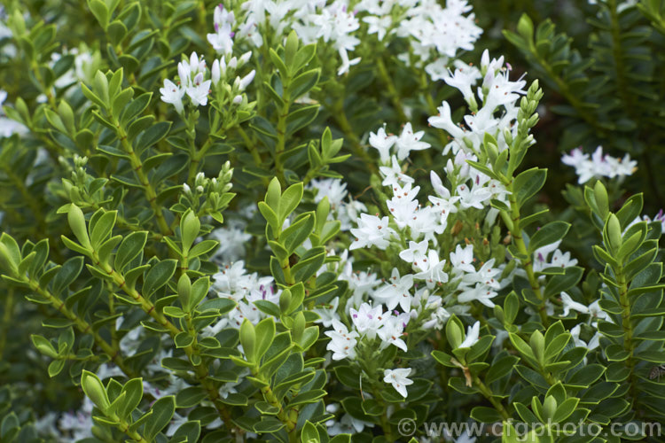 Veronica pauciramosa (syn. Hebe pauciramosa</i>), a low, spreading, evergreen shrub found in the wetter parts of the mountains of the South Island of New Zealand It has thick, rather fleshy leaves and in summer produces small white flowers at the stem tips