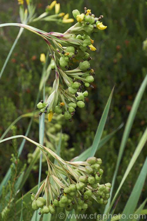The seed capsules of Sisyrinchium striatum (syn. Sisyrinchium nigricans, Phaiophleps nigricans</i>), a 40-80cm tall, late spring- to early summer-flowering iris-like perennial native to Argentina andChile