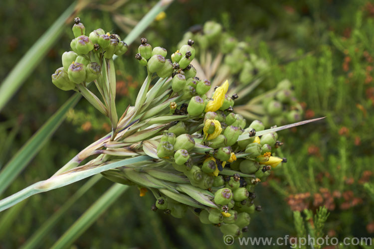 The seed capsules of Sisyrinchium striatum (syn. Sisyrinchium nigricans, Phaiophleps nigricans</i>), a 40-80cm tall, late spring- to early summer-flowering iris-like perennial native to Argentina andChile