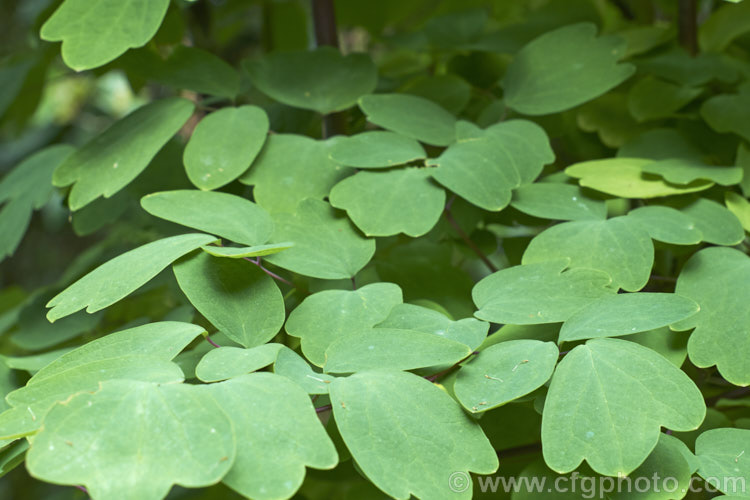 The delicate ferny foliage of Thalictrum delavayi (syn. Thalictrum dipterocarpum</i>), a late spring- to summer-flowering herbaceous perennial from western China and eastern Tibet. Its flowering stems can grow to around 18m tall thalictrum-2040htm'>Thalictrum.