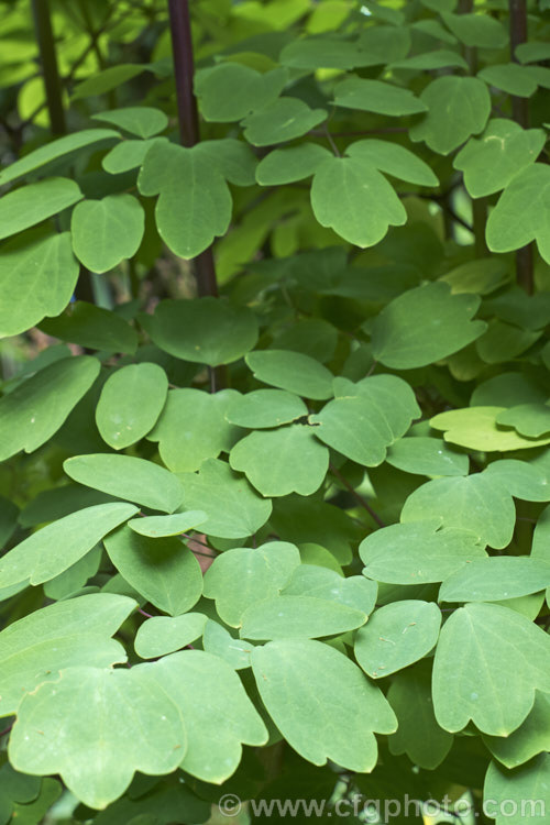 The delicate ferny foliage of Thalictrum delavayi (syn. Thalictrum dipterocarpum</i>), a late spring- to summer-flowering herbaceous perennial from western China and eastern Tibet. Its flowering stems can grow to around 18m tall thalictrum-2040htm'>Thalictrum.