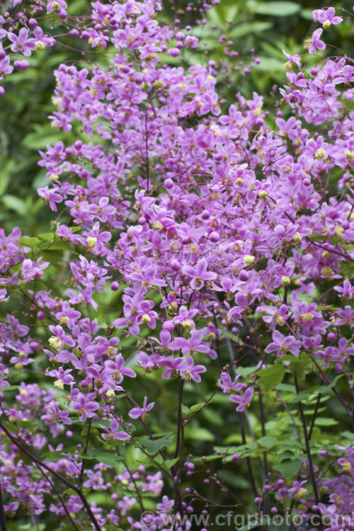 Thalictrum delavayi (syn. Thalictrum dipterocarpum</i>), a late spring- to summer-flowering herbaceous perennial from western China and eastern Tibet. Its flowering stems can grow to around 18m tall thalictrum-2040htm'>Thalictrum.