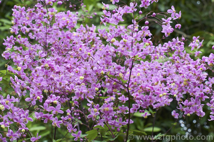 Thalictrum delavayi (syn. Thalictrum dipterocarpum</i>), a late spring- to summer-flowering herbaceous perennial from western China and eastern Tibet. Its flowering stems can grow to around 18m tall thalictrum-2040htm'>Thalictrum.