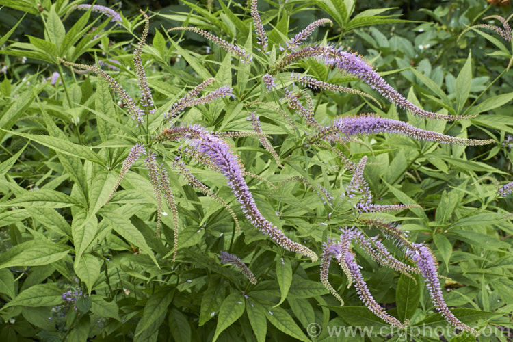 Long-leaved Speedwell (<i>Veronica longifolia</i>), a summer-flowering perennial found over much of Europe and naturalised in northeastern North America. It can grow to 12m tall in flower and has a similar spread. There are many garden cultivars in a range of sizes and flower colours