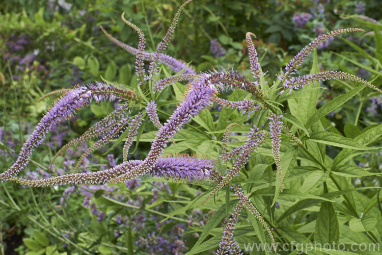 Long-leaved Speedwell (<i>Veronica longifolia</i>), a summer-flowering perennial found over much of Europe and naturalised in northeastern North America. It can grow to 12m tall in flower and has a similar spread. There are many garden cultivars in a range of sizes and flower colours