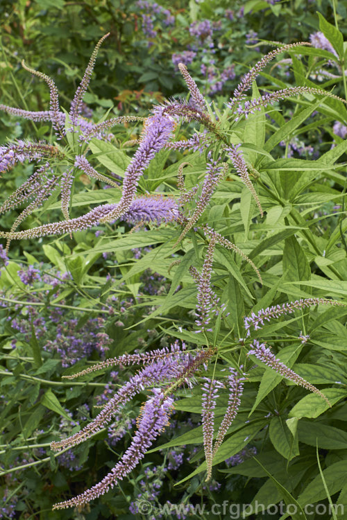Long-leaved Speedwell (<i>Veronica longifolia</i>), a summer-flowering perennial found over much of Europe and naturalised in northeastern North America. It can grow to 12m tall in flower and has a similar spread. There are many garden cultivars in a range of sizes and flower colours