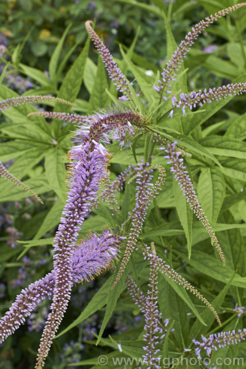 Long-leaved Speedwell (<i>Veronica longifolia</i>), a summer-flowering perennial found over much of Europe and naturalised in northeastern North America. It can grow to 12m tall in flower and has a similar spread. There are many garden cultivars in a range of sizes and flower colours