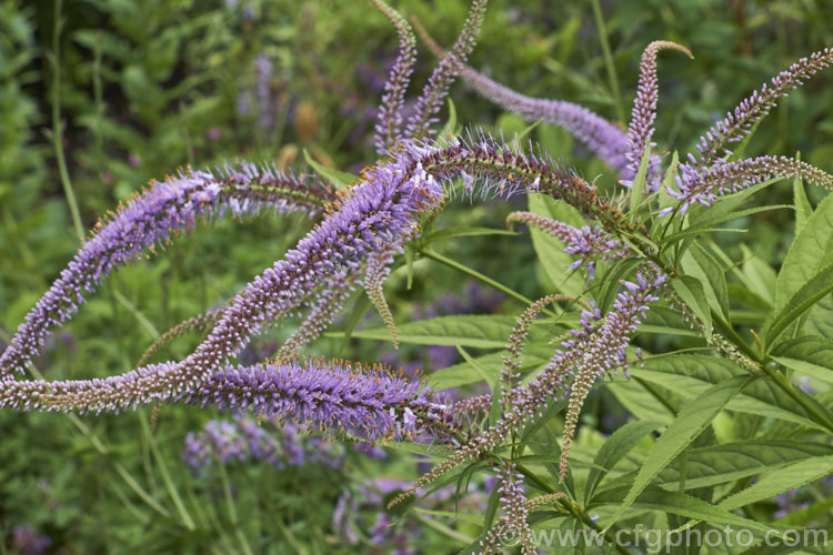 Long-leaved Speedwell (<i>Veronica longifolia</i>), a summer-flowering perennial found over much of Europe and naturalised in northeastern North America. It can grow to 12m tall in flower and has a similar spread. There are many garden cultivars in a range of sizes and flower colours