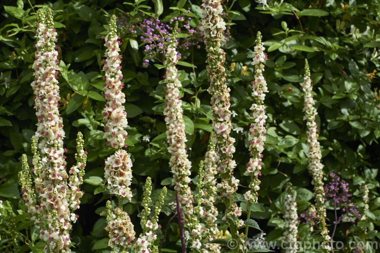 Verbascum chaixii 'Wedding Candles', a white-flowered cultivar of the Nettle-leaved Mullein, a late spring- to early summer-flowering perennial found over much of southern and central Europe from Spain to Russia. Its flower stems can grow to over 15m tall verbascum-3385htm'>Verbascum. <a href='scrophulariaceae-plant-family-photoshtml'>Scrophulariaceae</a>.