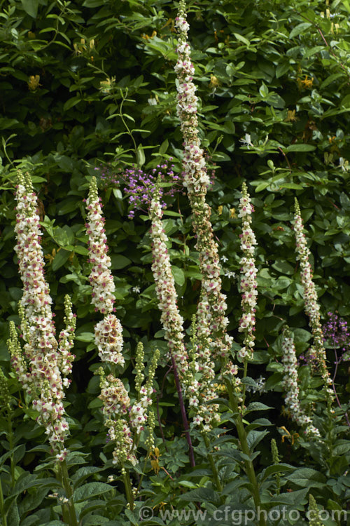 Verbascum chaixii 'Wedding Candles', a white-flowered cultivar of the Nettle-leaved Mullein, a late spring- to early summer-flowering perennial found over much of southern and central Europe from Spain to Russia. Its flower stems can grow to over 15m tall verbascum-3385htm'>Verbascum. <a href='scrophulariaceae-plant-family-photoshtml'>Scrophulariaceae</a>.