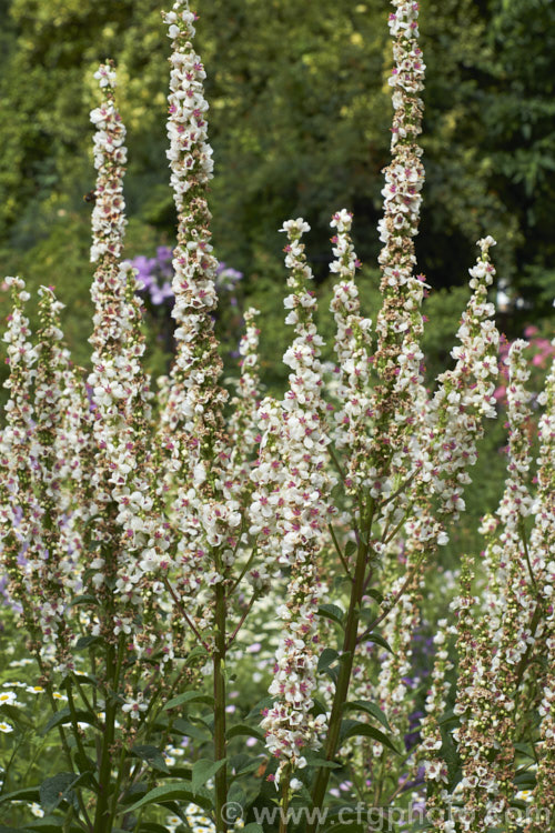 Verbascum chaixii 'Wedding Candles', a white-flowered cultivar of the Nettle-leaved Mullein, a late spring- to early summer-flowering perennial found over much of southern and central Europe from Spain to Russia. Its flower stems can grow to over 15m tall verbascum-3385htm'>Verbascum. <a href='scrophulariaceae-plant-family-photoshtml'>Scrophulariaceae</a>.