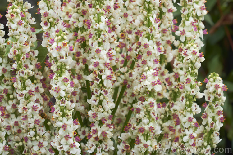 Verbascum chaixii 'Wedding Candles', a white-flowered cultivar of the Nettle-leaved Mullein, a late spring- to early summer-flowering perennial found over much of southern and central Europe from Spain to Russia. Its flower stems can grow to over 15m tall verbascum-3385htm'>Verbascum. <a href='scrophulariaceae-plant-family-photoshtml'>Scrophulariaceae</a>.