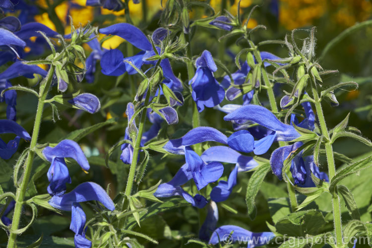 Gentian Sage (<i>Salvia patens</i>), a 30–100cm high, late summer- to autumn-flowering herbaceous perennial found over large parts of central Mexico. There are several cultivated forms differing in size and flower colour. Order: Lamiales, Family: Lamiaceae