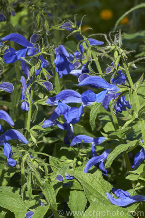 Gentian Sage (<i>Salvia patens</i>), a 30–100cm high, late summer- to autumn-flowering herbaceous perennial found over large parts of central Mexico. There are several cultivated forms differing in size and flower colour. Order: Lamiales, Family: Lamiaceae