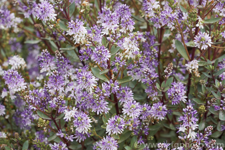 Veronica (<i>Syn. Hebe</i>) 'Caledonia', a hybrid with strongly purple-red tinted foliage, especially in winter. The short spikes of lavender purple flowers open in summer 'Caledonia' grows to around 75cm high x 1m wide