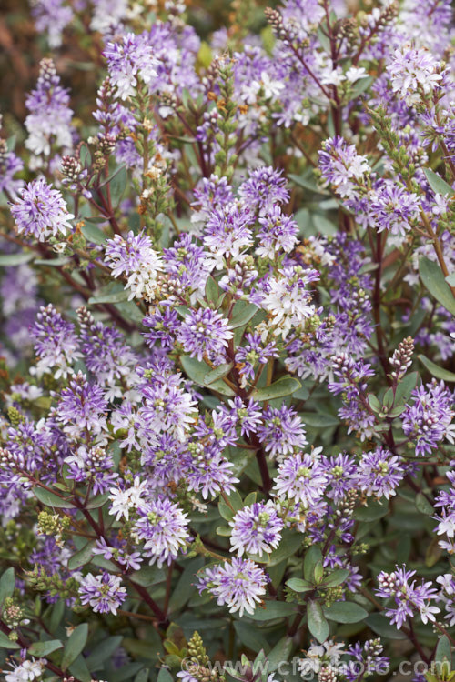 Veronica (<i>Syn. Hebe</i>) 'Caledonia', a hybrid with strongly purple-red tinted foliage, especially in winter. The short spikes of lavender purple flowers open in summer 'Caledonia' grows to around 75cm high x 1m wide