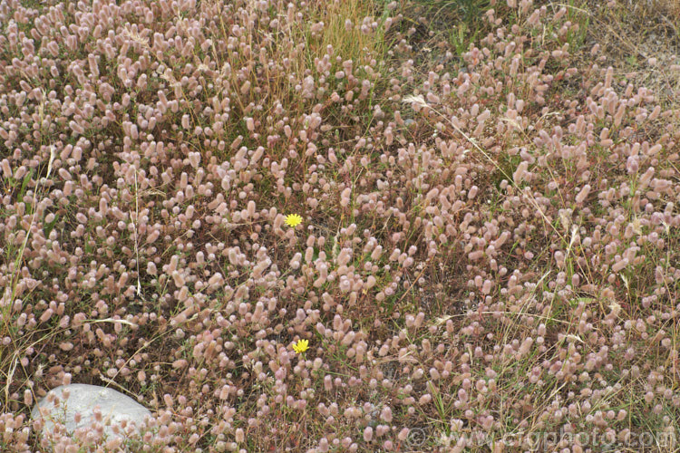 Haresfoot. Trefoil, Rabbitfoot. Clover or Stone. Clover (<i>Trifolium arvense</i>), a now widely naturalised Eurasian annual or biennial that is most commonly seen as a weed on sandy or stony ground. Its white flowers are tiny but they are crowded together in a downy pink inflorescence. trifolium-3369htm'>Trifolium.
