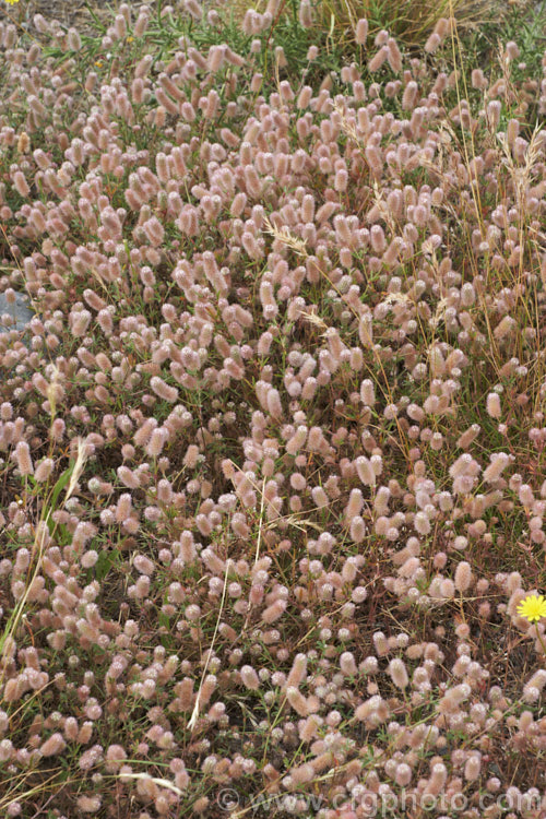Haresfoot. Trefoil, Rabbitfoot. Clover or Stone. Clover (<i>Trifolium arvense</i>), a now widely naturalised Eurasian annual or biennial that is most commonly seen as a weed on sandy or stony ground. Its white flowers are tiny but they are crowded together in a downy pink inflorescence. trifolium-3369htm'>Trifolium.