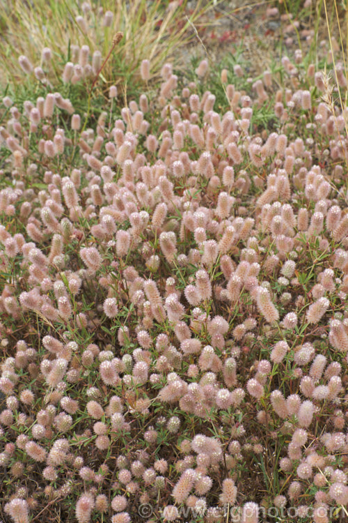 Haresfoot. Trefoil, Rabbitfoot. Clover or Stone. Clover (<i>Trifolium arvense</i>), a now widely naturalised Eurasian annual or biennial that is most commonly seen as a weed on sandy or stony ground. Its white flowers are tiny but they are crowded together in a downy pink inflorescence. trifolium-3369htm'>Trifolium.