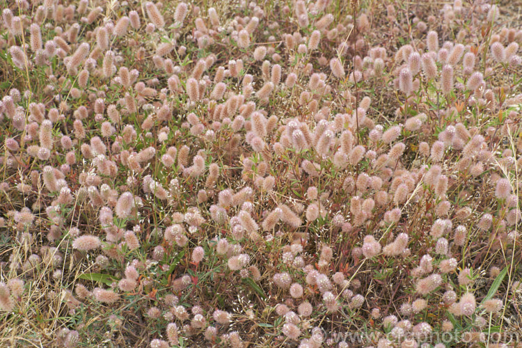 Haresfoot. Trefoil, Rabbitfoot. Clover or Stone. Clover (<i>Trifolium arvense</i>), a now widely naturalised Eurasian annual or biennial that is most commonly seen as a weed on sandy or stony ground. Its white flowers are tiny but they are crowded together in a downy pink inflorescence. trifolium-3369htm'>Trifolium.