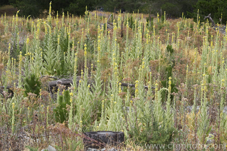 Aaron's Rod (<i>Verbascum thapsus</i>), a Eurasian biennial that in its second year develops a flower spike up to 2m tall It has become widely naturalised and is now considered a weed in many areas, though as it tends to thrive only on poor ground, it is usually tolerated. verbascum-3385htm'>Verbascum. <a href='scrophulariaceae-plant-family-photoshtml'>Scrophulariaceae</a>.