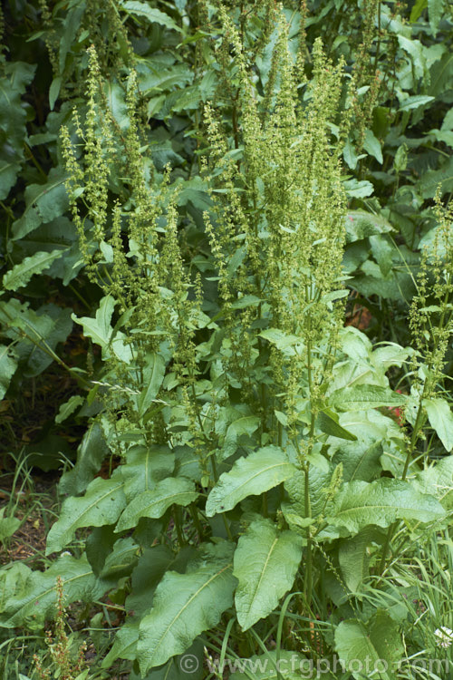 Bitter Dock or Broad-leaved Dock (<i>Rumex obtusifolius</i>), a perennial weed, originally of European origin, that is now widely distributed. Its strong, deep taproots make it difficult to remove by hand. The leaf veins and flower stems are often red-tinted, especially in dry, sunny conditions. Order: Caryophyllales, Family: Polygonaceae