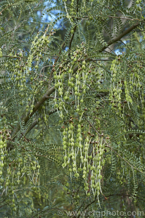 The immature seedpods of Kowhai (<i>Sophora microphylla</i>), one of two species of briefly deciduous spring-flowering New Zealand trees to share this name. The pods will dry and turn brown as they mature. This species also occurs in Chile and the distance between these two locations is testament to the ability of the seeds to survive in saltwater. sophora-2142htm'>Sophora.