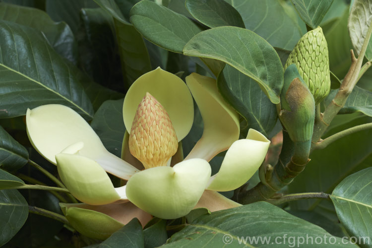 Delavay's Magnolia (<i>Magnolia delavayi</i>), an evergreen, summer-flowering tree native to southern China in Guizhou, Sichuan and Yunnan provinces, where it occurs from 1500-2800m altitude. The flowers, which are 15-25 cm diameter, are sweetly scented but individually seldom last more than a day or two, though the blooming season continues for several weeks. In addition to the flowers, this plant has very bold and attractive foliage. Order: Magnoliales, Family: Magnoliaceae