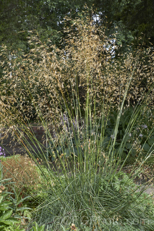 Giant Feather. Grass, Giant Needle. Grass or Golden Oats (<i>Stipa gigantea</i>), an evergreen or semi-evergreen perennial grass native to southern Europe. Its basal foliage clump has leaves up to 60cm long and the flower spikes that develop in summer are up to 24m tall As the seeds ripen, they turn golden. Order: Poales, Family: Poaceae
