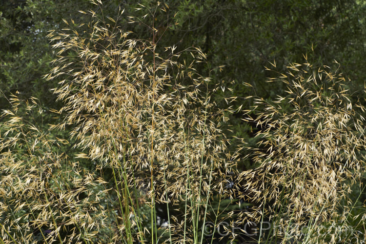 Giant Feather. Grass, Giant Needle. Grass or Golden Oats (<i>Stipa gigantea</i>), an evergreen or semi-evergreen perennial grass native to southern Europe. Its basal foliage clump has leaves up to 60cm long and the flower spikes that develop in summer are up to 24m tall As the seeds ripen, they turn golden. Order: Poales, Family: Poaceae
