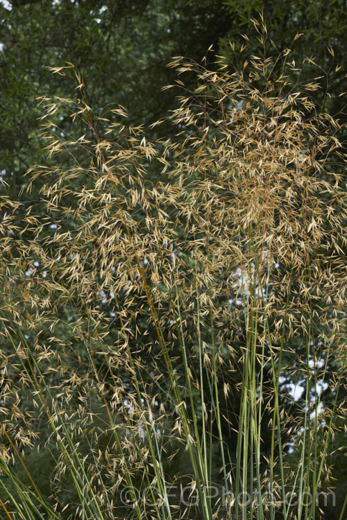 Giant Feather. Grass, Giant Needle. Grass or Golden Oats (<i>Stipa gigantea</i>), an evergreen or semi-evergreen perennial grass native to southern Europe. Its basal foliage clump has leaves up to 60cm long and the flower spikes that develop in summer are up to 24m tall As the seeds ripen, they turn golden. Order: Poales, Family: Poaceae