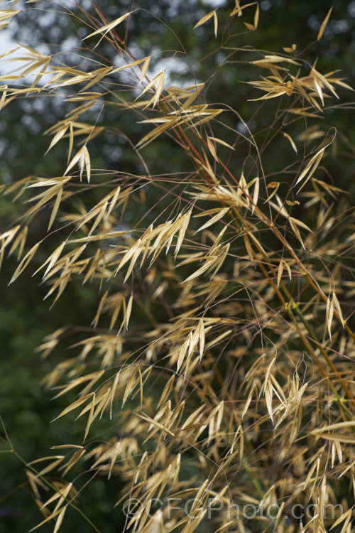 Giant Feather. Grass, Giant Needle. Grass or Golden Oats (<i>Stipa gigantea</i>), an evergreen or semi-evergreen perennial grass native to southern Europe. Its basal foliage clump has leaves up to 60cm long and the flower spikes that develop in summer are up to 24m tall As the seeds ripen, they turn golden. Order: Poales, Family: Poaceae