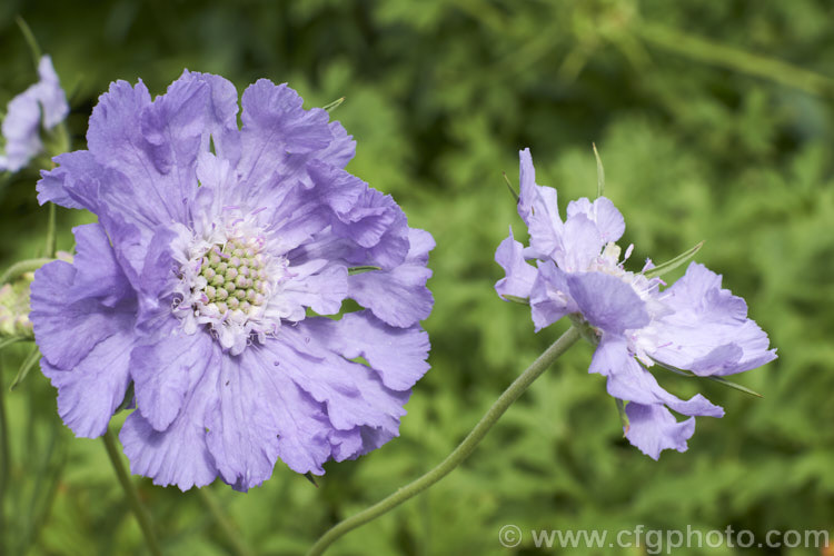 Scabiosa caucasica, a summer-flowering perennial native to the Caucasus It grows 60-80cm high and is available in a range of garden cultivars with varying flower colours and growth habits. scabiosa-2488htm'>Scabiosa. <a href='caprifoliaceae-plant-family-photoshtml'>Caprifoliaceae</a>.