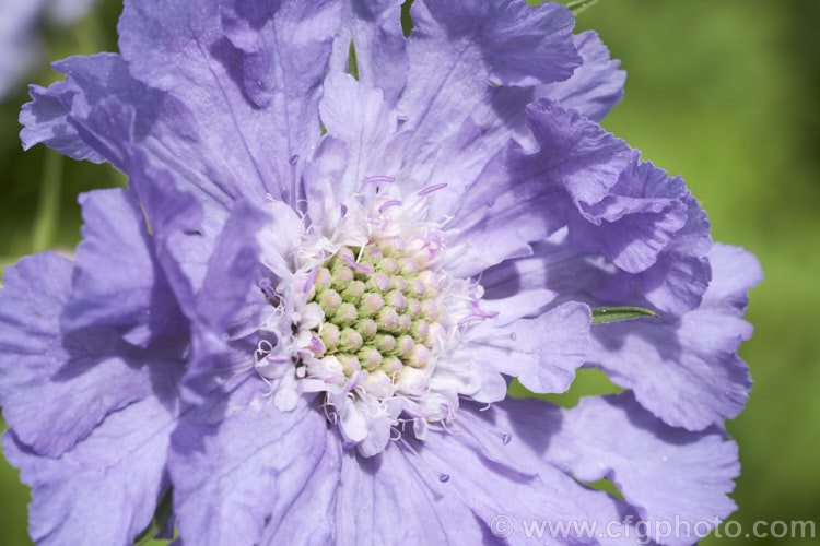 Scabiosa caucasica, a summer-flowering perennial native to the Caucasus It grows 60-80cm high and is available in a range of garden cultivars with varying flower colours and growth habits. scabiosa-2488htm'>Scabiosa. <a href='caprifoliaceae-plant-family-photoshtml'>Caprifoliaceae</a>.