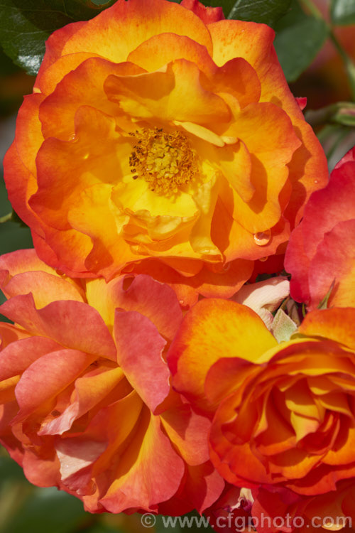 Rosa 'Wildcat', a 12m tall Floribunda rose with orange and gold flower reminiscent of 'Playboy'. Raised by Dickson of Northern Ireland around 2008. Order: Rosales, Family: Rosaceae