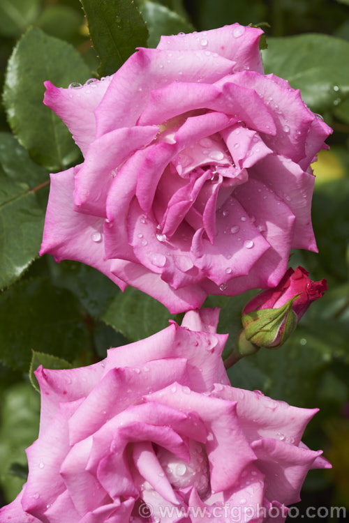 Rosa 'High Five', a cluster-flowered (<i>Floribunda</i>) shrub rose raised by Schuurman of New Zealand and introduced in 1999. The bush blooms continuously with mildly scented flowers and grows to around 12m tall Order: Rosales, Family: Rosaceae