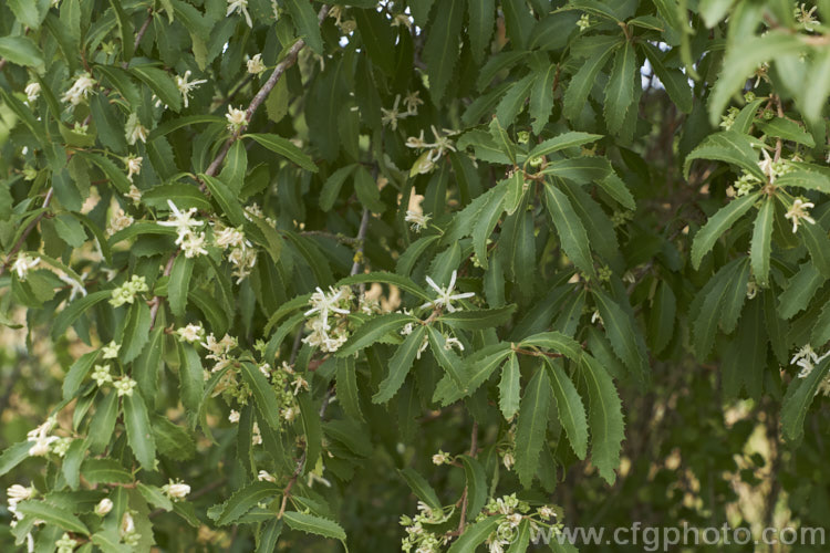 Hungere (<i>Hoheria angustifolia</i>), a large evergreen, summer-flowering shrub or small tree up to 6m tall, native to New Zealand where it occurs over much of the country. Its leaves are smaller than those of other. Hoheria species and when not in flower it could be mistaken for the Ribbonwood (<i>Plagianthus regius</i>). hoheria-2055htm'>Hoheria.