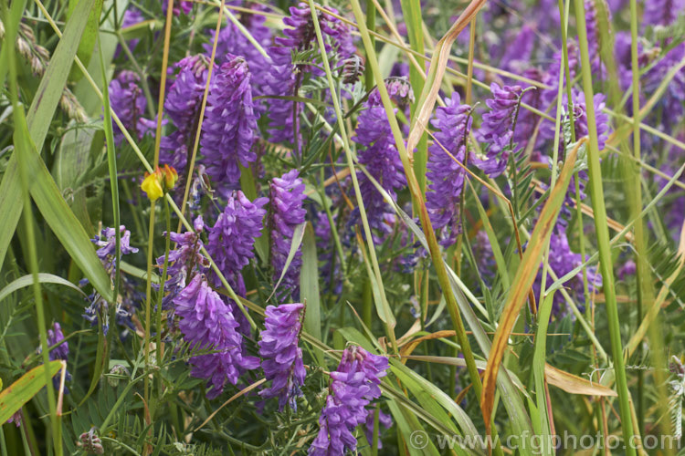 Tufted. Vetch, Blue Vetch or Cow. Vetch (<i>Vicia cracca</i>), a European perennial, tendril-tipped, scrambling vine that is usually seen growing among other plants that give it support. As a nitrogen-fixing legume, it has some uses as a fodder crop but is widely regarded as a weed. It has naturalised in many temperate areas. vicia-3388htm'>Vicia.