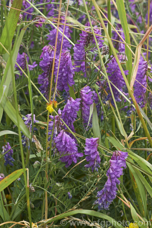 Tufted. Vetch, Blue Vetch or Cow. Vetch (<i>Vicia cracca</i>), a European perennial, tendril-tipped, scrambling vine that is usually seen growing among other plants that give it support. As a nitrogen-fixing legume, it has some uses as a fodder crop but is widely regarded as a weed. It has naturalised in many temperate areas. vicia-3388htm'>Vicia.