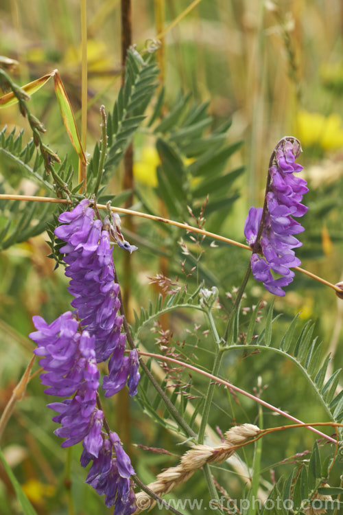 Tufted. Vetch, Blue Vetch or Cow. Vetch (<i>Vicia cracca</i>), a European perennial, tendril-tipped, scrambling vine that is usually seen growing among other plants that give it support. As a nitrogen-fixing legume, it has some uses as a fodder crop but is widely regarded as a weed. It has naturalised in many temperate areas. vicia-3388htm'>Vicia.