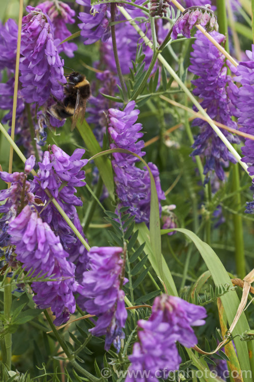 Tufted. Vetch, Blue Vetch or Cow. Vetch (<i>Vicia cracca</i>), a European perennial, tendril-tipped, scrambling vine that is usually seen growing among other plants that give it support. As a nitrogen-fixing legume, it has some uses as a fodder crop but is widely regarded as a weed. It has naturalised in many temperate areas. vicia-3388htm'>Vicia.