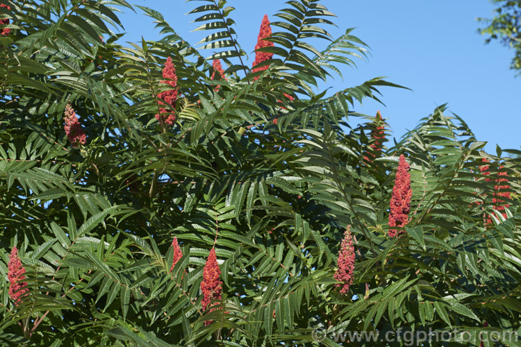 Stag's Horn. Sumach (<i>Rhus typhina</i>), a deciduous shrub or small tree up to 6m high and wide, native to temperate eastern North America. It is known for its vivid autumn foliage colours and the velvety red fruiting heads (shown here</i>) that develop from tiny yellow-green flowers. rhus-2719htm'>Rhus. <a href='anacardiaceae-plant-family-photoshtml'>Anacardiaceae</a>.