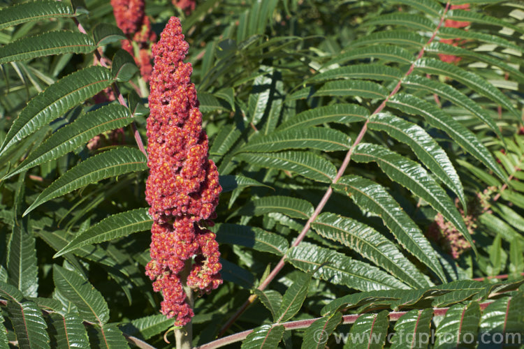 Stag's Horn. Sumach (<i>Rhus typhina</i>), a deciduous shrub or small tree up to 6m high and wide, native to temperate eastern North America. It is known for its vivid autumn foliage colours and the velvety red fruiting heads (shown here</i>) that develop from tiny yellow-green flowers. rhus-2719htm'>Rhus. <a href='anacardiaceae-plant-family-photoshtml'>Anacardiaceae</a>.