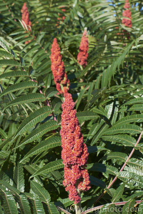 Stag's Horn. Sumach (<i>Rhus typhina</i>), a deciduous shrub or small tree up to 6m high and wide, native to temperate eastern North America. It is known for its vivid autumn foliage colours and the velvety red fruiting heads (shown here</i>) that develop from tiny yellow-green flowers. rhus-2719htm'>Rhus. <a href='anacardiaceae-plant-family-photoshtml'>Anacardiaceae</a>.