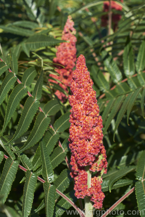 Stag's Horn. Sumach (<i>Rhus typhina</i>), a deciduous shrub or small tree up to 6m high and wide, native to temperate eastern North America. It is known for its vivid autumn foliage colours and the velvety red fruiting heads (shown here</i>) that develop from tiny yellow-green flowers. rhus-2719htm'>Rhus. <a href='anacardiaceae-plant-family-photoshtml'>Anacardiaceae</a>.